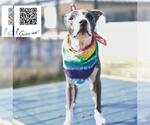 Small #2 American Staffordshire Terrier Mix