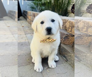 Great Pyrenees Dogs for adoption in Marina Del Rey, CA, USA