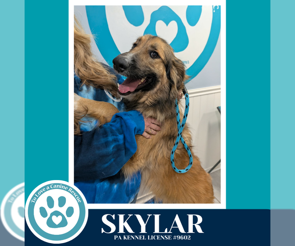 Medium Photo #3 German Shepherd Dog-Unknown Mix Puppy For Sale in Kimberton, PA, USA