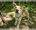 Small #2 Siberian Husky Mix