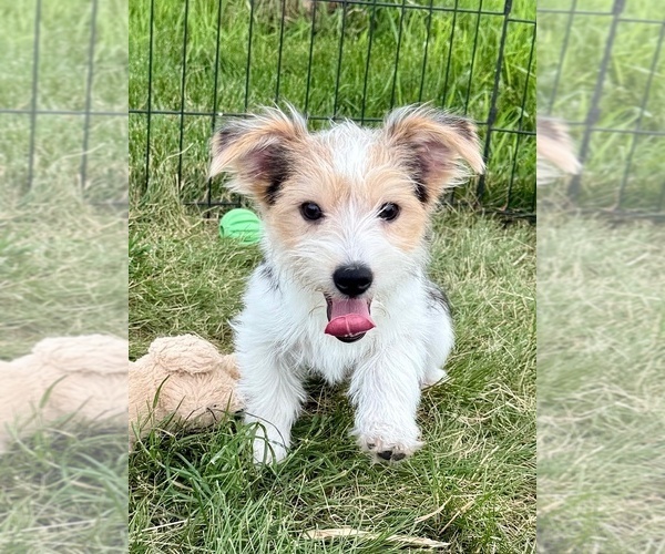Medium Photo #4 Morkie Puppy For Sale in ROCK VALLEY, IA, USA