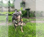 Small #4 French Bulldog