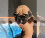 Small Photo #4 Mastiff Puppy For Sale in VANCOUVER, WA, USA