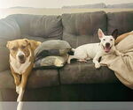 Small #1 American Pit Bull Terrier Mix
