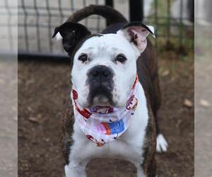 American Bulldog-Unknown Mix Dogs for adoption in San Antonio, TX, USA