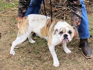 Mother of the Olde English Bulldogge puppies born on 09/05/2016