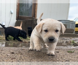 Labrador Retriever Puppy for Sale in STANDISH, California USA