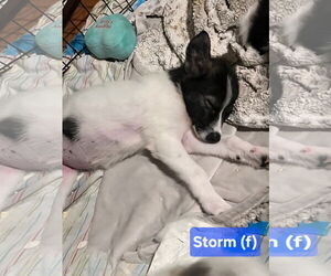 Border Collie-Unknown Mix Dogs for adoption in Jackson Township, NJ, USA
