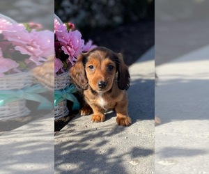 Dachshund Puppy for sale in CANOGA, NY, USA