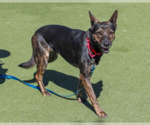 Medium Photo #1 German Shepherd Dog Puppy For Sale in Martinez, CA, USA