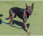 Small German Shepherd Dog