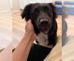 Small #1 Border Collie