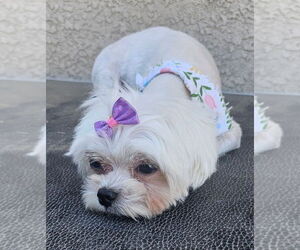 Maltese Dogs for adoption in Dana Point, CA, USA