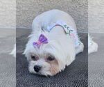 LACEY - Female Maltese Dog for Adoption - Small photo