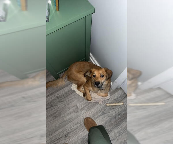 Medium Photo #4 Mutt Puppy For Sale in Evansville, IN, USA