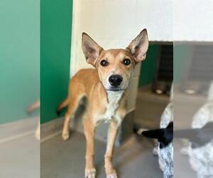 Texas Heeler-Unknown Mix Dogs for adoption in Visalia, CA, USA