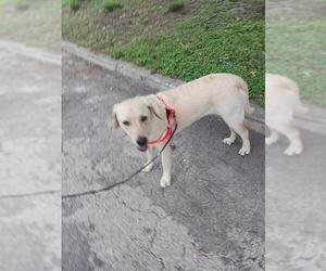 Labrador Retriever Dogs for adoption in San Antonio, TX, USA