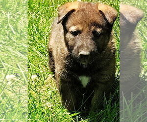 German Shepherd Dog Puppy for sale in BEAVER FALLS, PA, USA