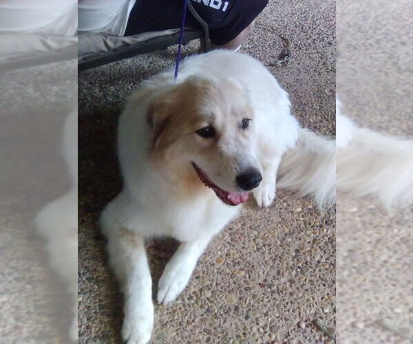 Medium Photo #5 Great Pyrenees Puppy For Sale in Spring, TX, USA
