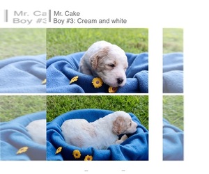 Poodle (Standard) Puppy for sale in VIRGINIA BEACH, VA, USA