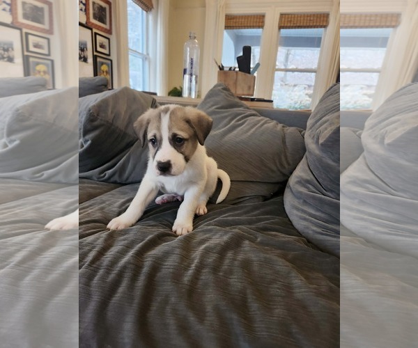 Medium Photo #3 Great Pyrenees-Unknown Mix Puppy For Sale in pomfret, CT, USA