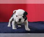 Small Photo #5 Bulldog Puppy For Sale in MENLO PARK, CA, USA
