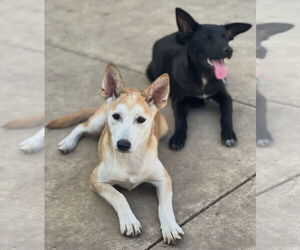 Siberian Husky-Unknown Mix Dogs for adoption in Dana Point, CA, USA