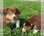 Small Photo #2 Australian Shepherd-Unknown Mix Puppy For Sale in JEROMESVILLE, OH, USA