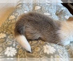 Small #17 Pembroke Welsh Corgi