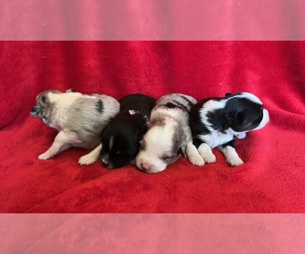 Medium Photo #5 Miniature Australian Shepherd Puppy For Sale in FORT MORGAN, CO, USA