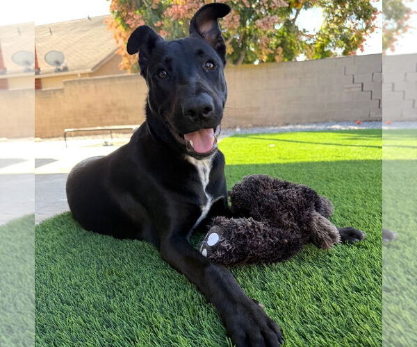 Medium Photo #2 Mutt Puppy For Sale in Oceanside, CA, USA