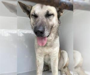 German Shepherd Dog-Unknown Mix Dogs for adoption in Houston, TX, USA