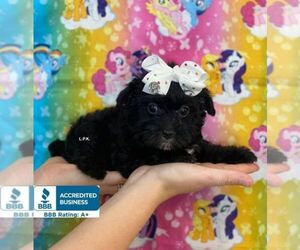 YorkiePoo Puppy for sale in WINNSBORO, LA, USA