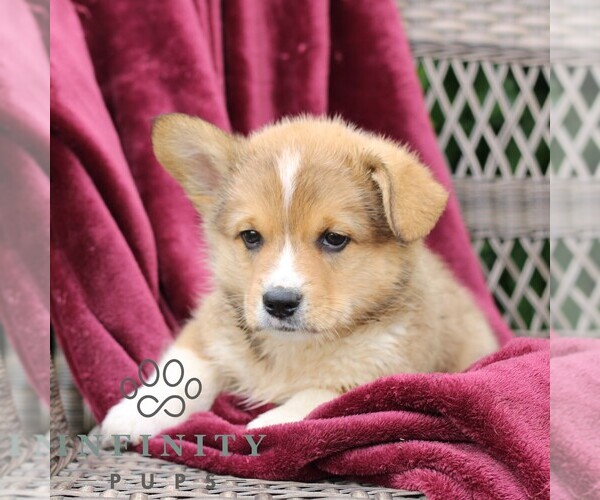Medium Photo #6 Pembroke Welsh Corgi Puppy For Sale in LANDISBURG, PA, USA