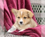 Small #5 Pembroke Welsh Corgi