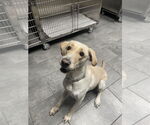 Small #1 Labrador Retriever Mix