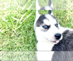 Small Photo #12 Siberian Husky Puppy For Sale in BRKN ARW, OK, USA