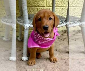 Labrador Retriever Puppy for sale in MANHATTAN, NY, USA