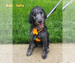 Small #2 Labradoodle