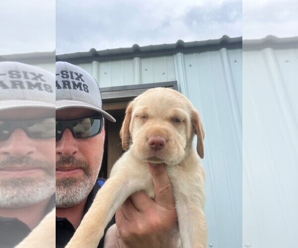 Medium Photo #11 Labrador Retriever Puppy For Sale in SENECA, KS, USA