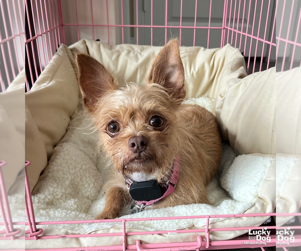Medium Photo #5 Chihuahua-Unknown Mix Puppy For Sale in Washington, DC, USA