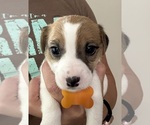 Puppy Puppy 4 Jack Russell Terrier