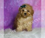 Small Photo #17 Maltipoo (Toy) Puppy For Sale in WARSAW, IN, USA
