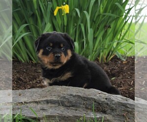 Medium Rottweiler