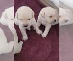 Small Photo #3 Labrador Retriever Puppy For Sale in MEDFORD, OR, USA