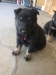 Small Photo #6 German Shepherd Dog Puppy For Sale in FONTANA, CA, USA