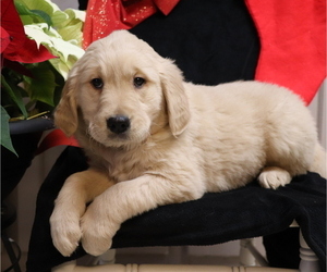 Golden Retriever Puppy for sale in SHILOH, OH, USA