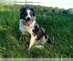 Mother of the Border Collie puppies born on 09/03/2019
