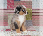 Small #6 Miniature Australian Shepherd