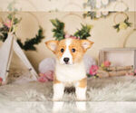 Small Photo #5 Pembroke Welsh Corgi Puppy For Sale in WARSAW, IN, USA